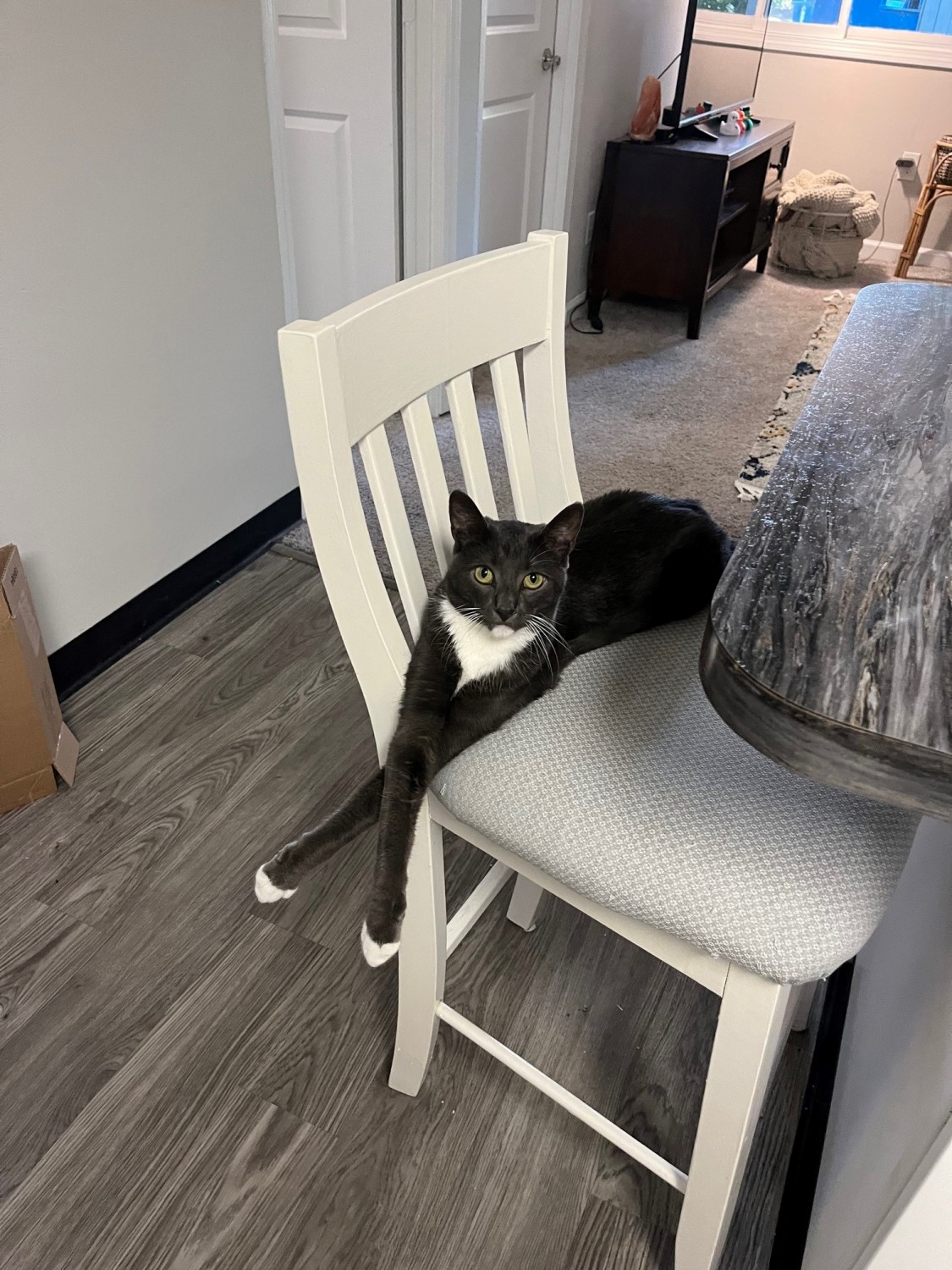 Black and white cat sitting on chair with arms crossed