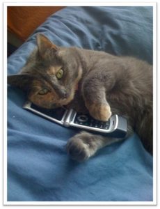 Cat with phone