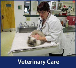 Veterinary Care
