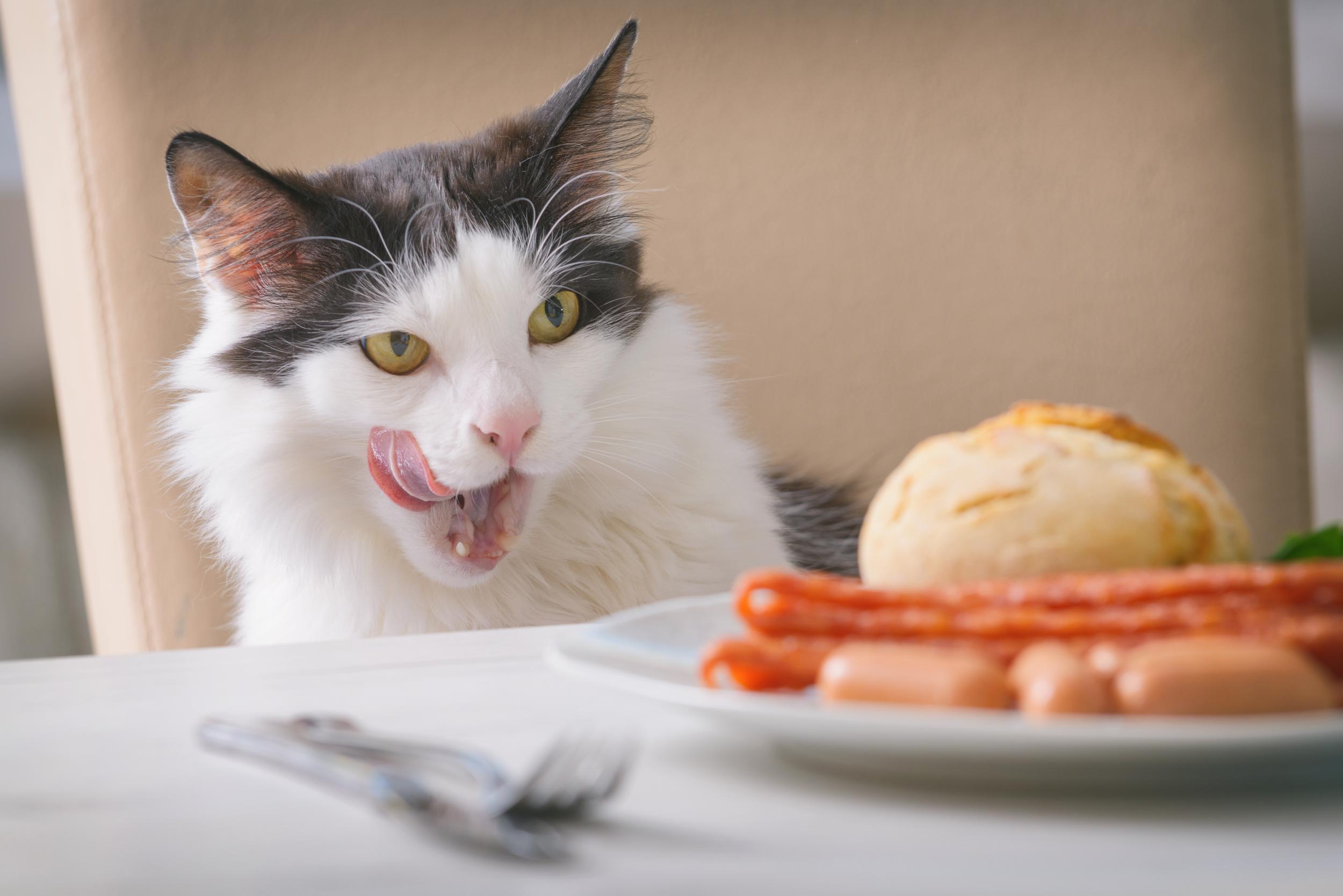 White and Grey Cat Staring and Licking at a Plate of Food