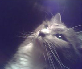 Trixie the Wonder Cat