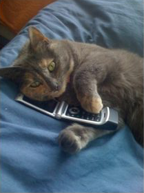 Cat with Phone